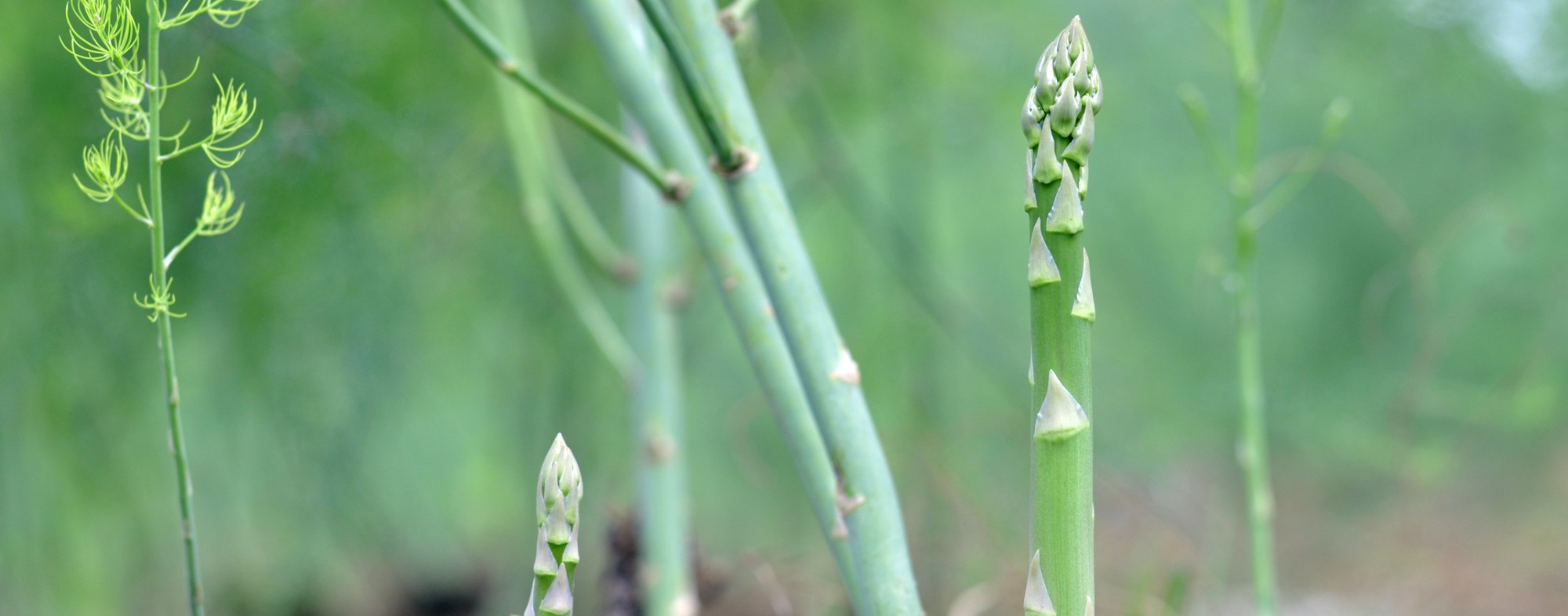 Asparagus